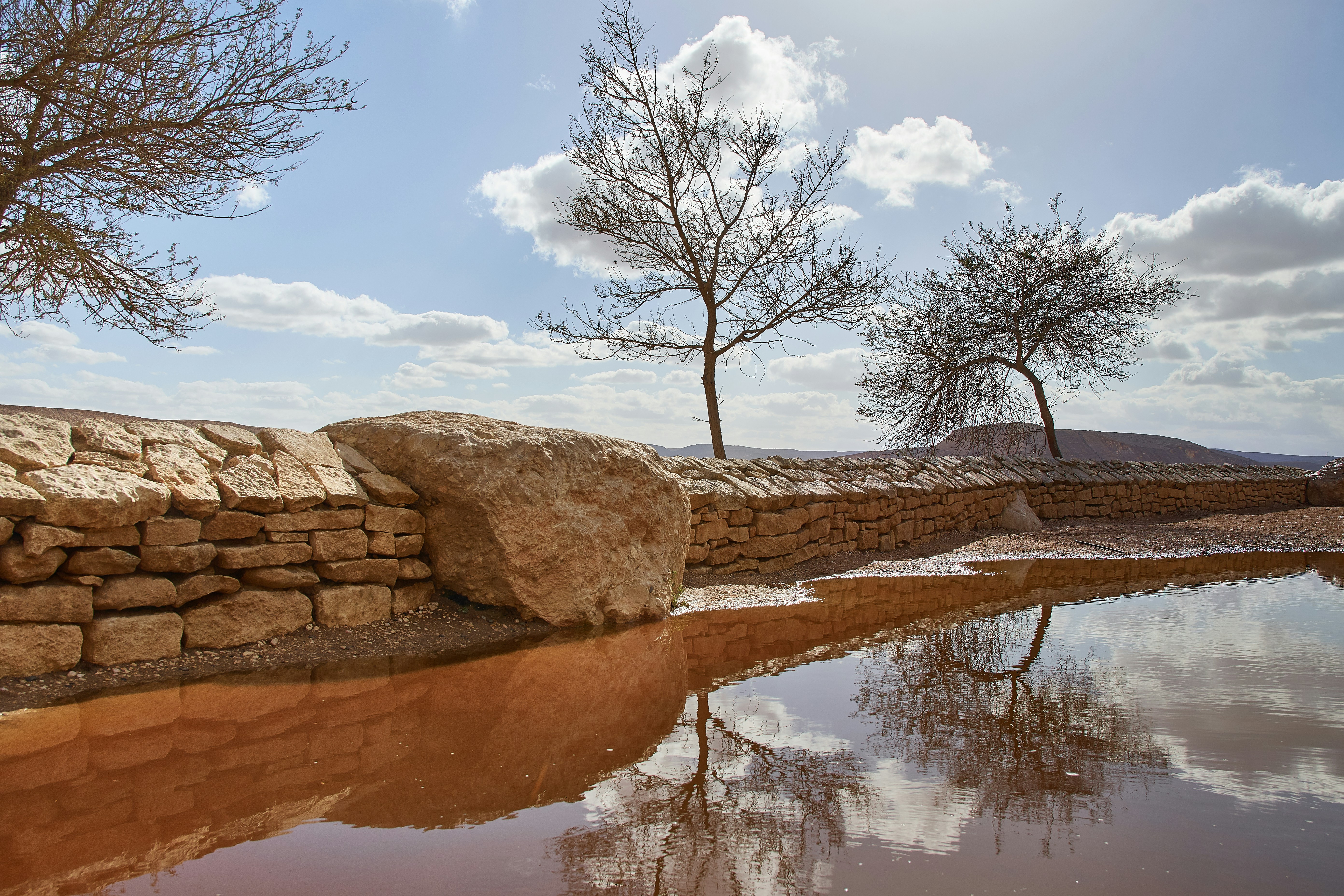 A fence made of stones with three bare trees on one side and a puddle reflecting the trees on the other side